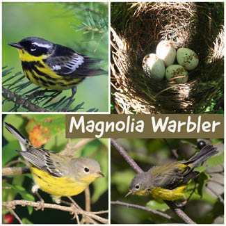 Magnolia Warbler